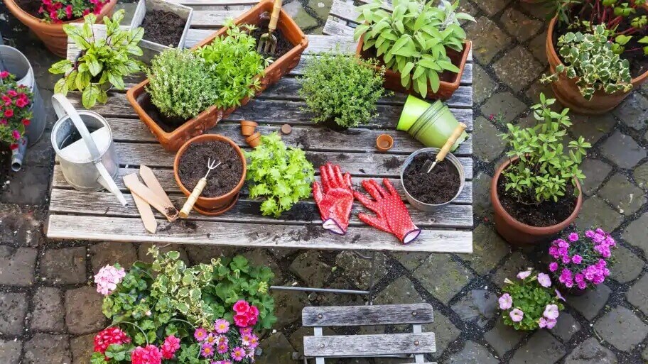 Essential Gardening tools and supplies for Terrace Gardening
